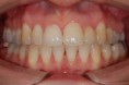 /album/fotogalerie/psy-2-jpg/